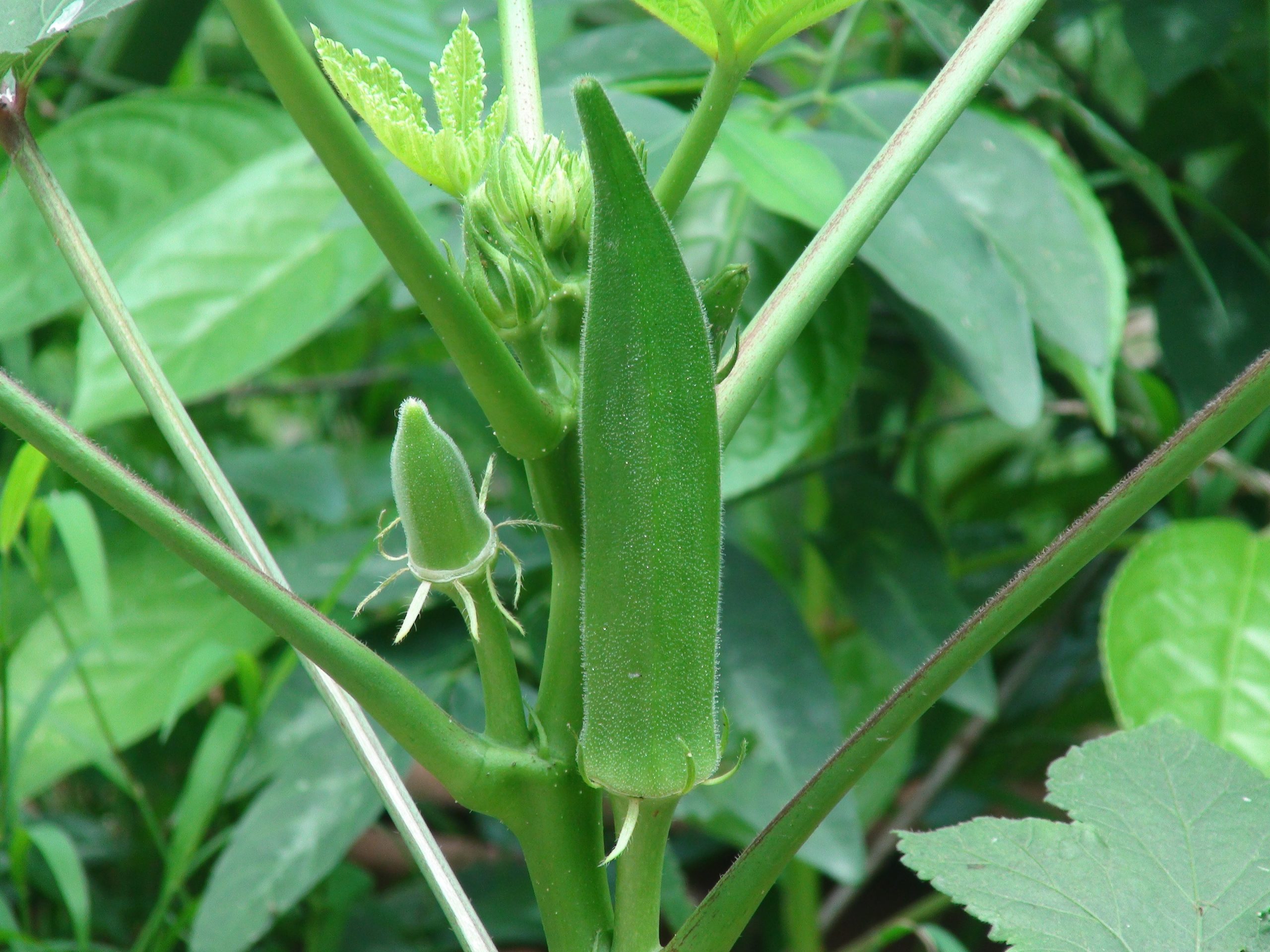 health-benefits-of-okra-okra-health-benefits-okra-benefits-coconut